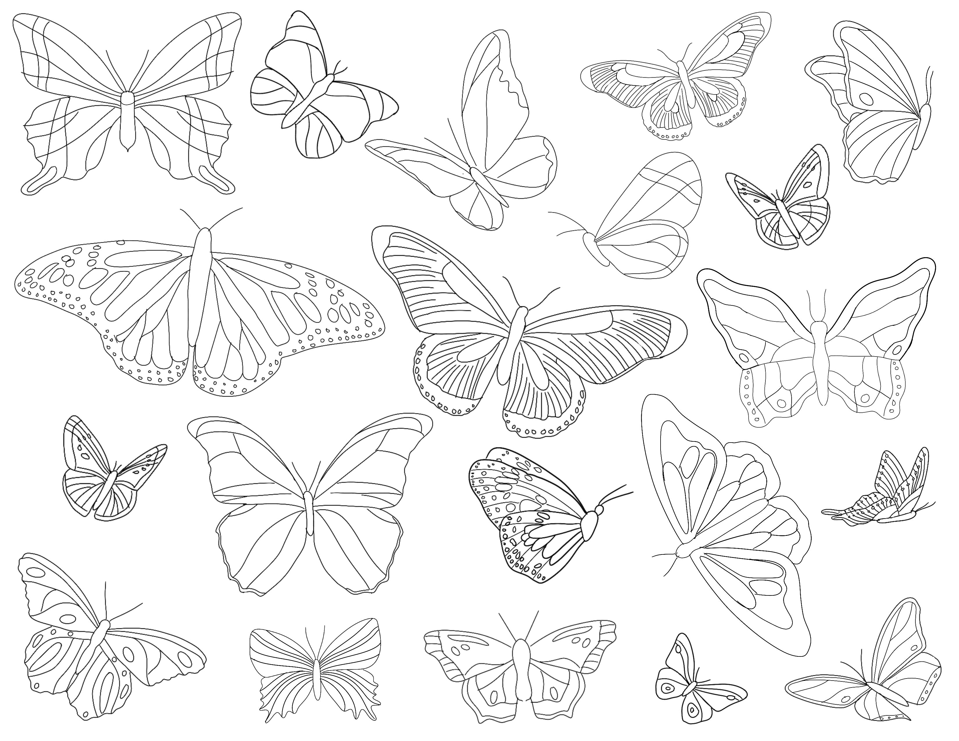 Butterfly Colouring Sheet